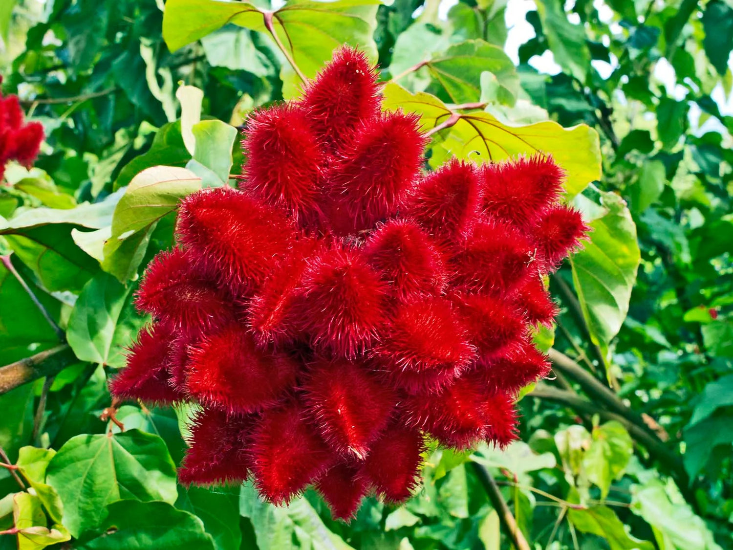 ANNATTO PLANT